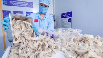 Un nid d'oiseau vietnamien officiellement exporté vers la Chine rapporte plus d'un million de dollars par tonne