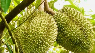 Giá sầu riêng hôm nay 8/5: Duy trì ở mức thấp