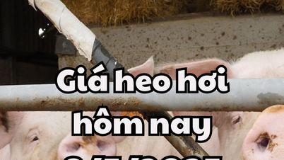 Giá heo hơi hôm nay 8/5/2025: Miền Bắc đi ngang, miền Nam đứng đầu