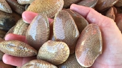 Xuất khẩu nhuyễn thể có vỏ tăng mạnh, mở rộng thị trường sang Trung Quốc