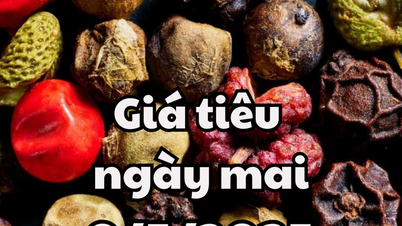 Tin tức, dự báo giá tiêu ngày 9/5/2025: Giá tiêu trong nước và thế giới có ít biến động
