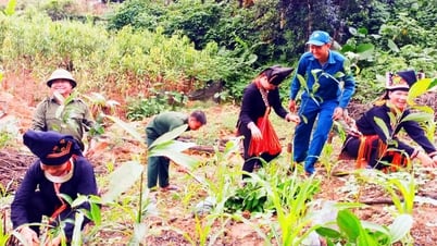 Van Yen forest planting achieved 102.3% of the plan