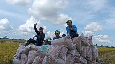Giá lúa gạo hôm nay 8/5: Lúa tươi giảm nhẹ