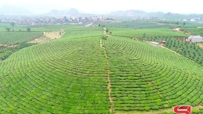 Tham gia bình chọn giải thưởng du lịch cho Khu du lịch quốc gia Mộc Châu