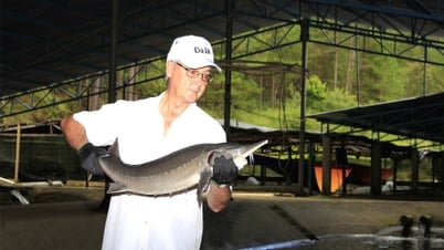Sturgeon រុស្ស៊ី Sparkling Sunny Valley