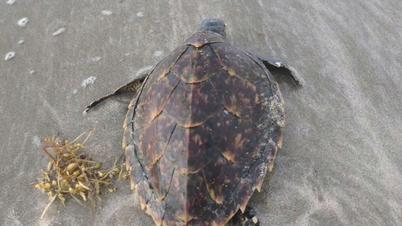 Des tortues imbriquées et des tortues vertes capturées dans des filets échouées sur le rivage de Con Dao