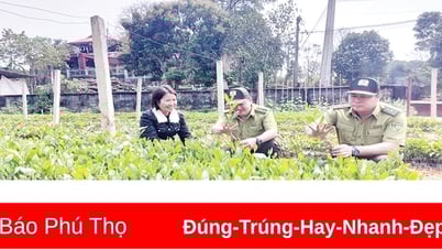ประสิทธิภาพทางเศรษฐกิจของการทำป่าไม้