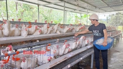 Hướng mới trong chăn nuôi gia cầm