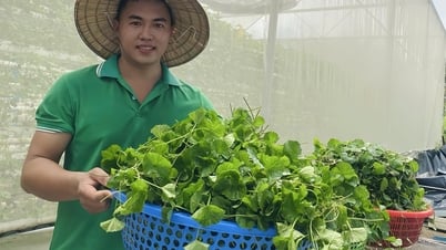 Ein Unternehmen aus Wassernabel gründen: Die Reise der Jugend von Ha Nam in die High-Tech-Landwirtschaft