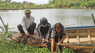 Thu nhập cao nhờ nuôi ốc bươu đen