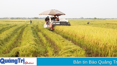 Phân bổ hơn 36,7 tỉ đồng hỗ trợ bảo vệ đất trồng lúa