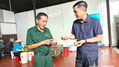 From commando to agricultural company director