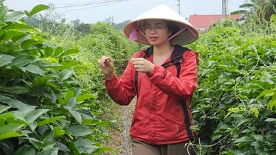 Nữ giám đốc khởi nghiệp từ "cây giữ nhà"