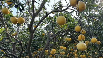 Bưởi Việt Nam mở rộng thị trường xuất khẩu