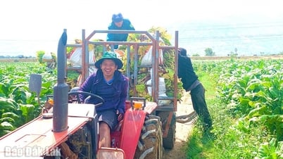 Hiệu quả từ chuyển đổi cơ cấu cây trồng tại huyện Lắk