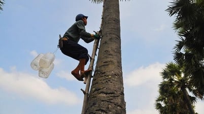 Тяжёлая работа по лазанию по пальмам