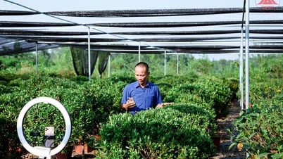 Mở rộng thị trường tiêu thụ thông qua sàn thương mại điện tử