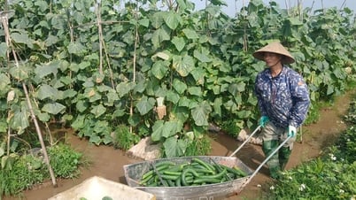 Betriebseffizienz der Kim Binh Agricultural Service Cooperative