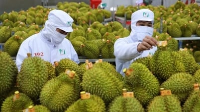業界貿易ニュース 8/5: 果物と野菜の輸出の成長の勢いを維持するための品質の標準化