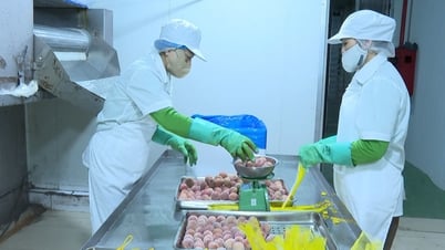 Công ty Vifoco - Cơ sở đóng gói quả tươi đầu tiên ở miền Bắc được chấp thuận xuất khẩu sang Hoa Kỳ