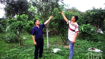 Changing the mindset of growing fruit trees