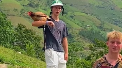 Western tourists spend 160,000 VND to buy chickens in Ha Giang, let them sleep with them like pets