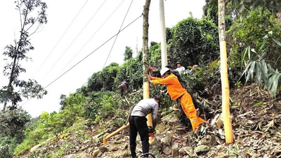 Bảo đảm an toàn điện trong mùa thu hoạch quế