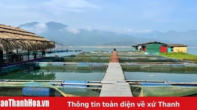Развитие садкового рыбоводства в Тхыонг Суане