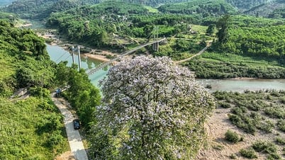 شجرة لاجرستروميا القديمة في نهر جيانه العلوي