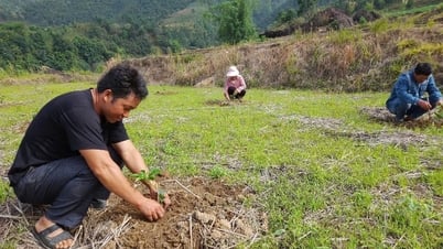 Tam Duong District: Passion fruit planting season