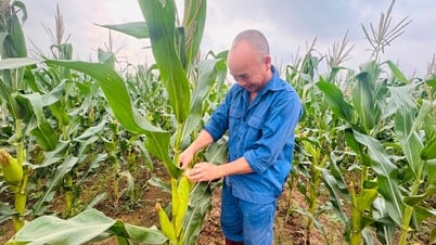 El maíz glutinoso híbrido ADI 668 genera ganancias de más de 100 millones de VND/ha