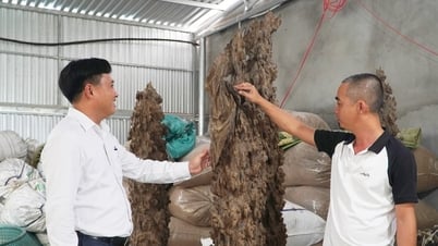 Chủ động vùng nguyên liệu để nâng cao giá trị trầm hương Trung Phước