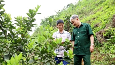 Cựu chiến binh Trần Quang Kỳ thành công với mô hình vườn - ao - chuồng