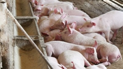 Pig price on May 9: Increased simultaneously in all three regions