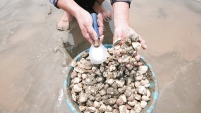Clam harvesting in Nghe An coastal area