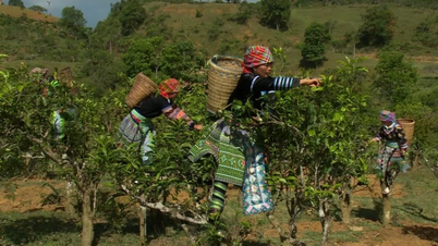 Les Hmong gardent leurs racines pour grandir loin