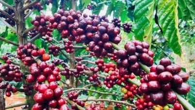 Agricultural product prices on May 9: Coffee continues to decrease, pepper remains high