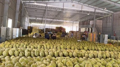 'King of Fruits' Price Falls Dramatically: Behind the Facts of Durian Growing in Every Household