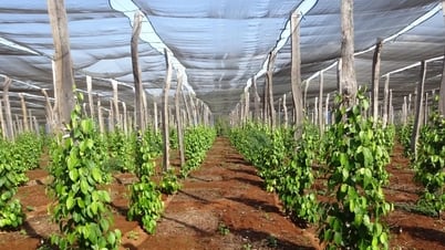 Giá tiêu hôm nay 9/5/2025: Giữ giá mức cao