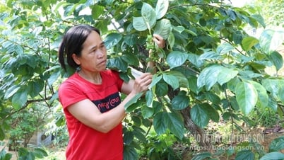 Giảm nghèo ở Hoàng Việt - Báo và Đài Phát thanh Truyền hình Lạng Sơn