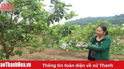 Manh nha mô hình nông nghiệp tuần hoàn