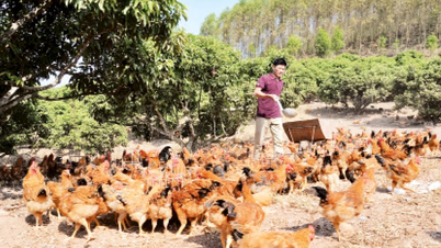 Tìm giải pháp phát triển gà đồi Yên Thế