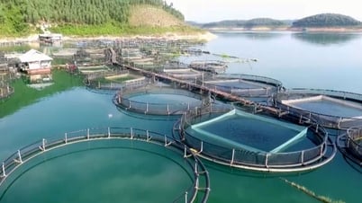 Йен Бинь стремится достичь объема производства аквакультуры и рыболовства более 9200 тонн.