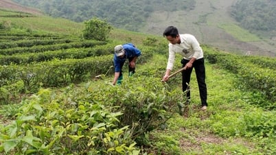 ការដាំដុះតែសរីរាង្គ