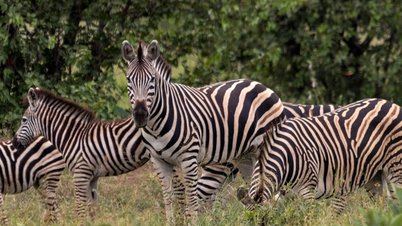 South Africa Travel: See wildlife, explore diverse indigenous culture
