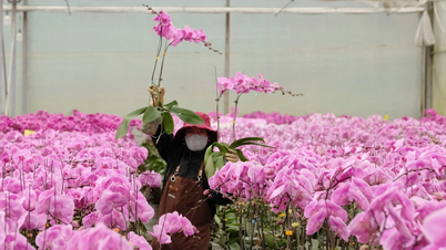 Đầu tư công nghệ chọn tạo giống để ngành hoa Việt Nam phát triển như Hà Lan