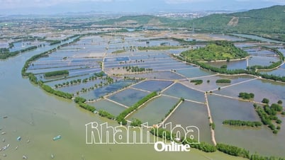 Mangrove regeneration