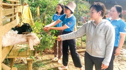 Bao Lam: Promoting the role of the Front and mass organizations in mass mobilization work