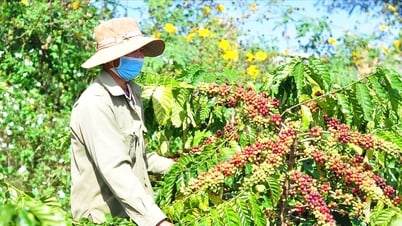 Giá cà phê hôm nay 9/5/2025: Tiếp tục giảm nhẹ