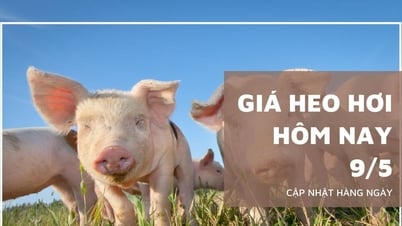 Pig price today May 9: All three regions increased, Long An touched...